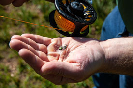 This little beauty caught a fish, on a sunny day at the lower lake. The Ranch at Emerald Valley, Pike National Forest, Colorado Springs, CO. / EVR_IMG_2427 - ©Steve Haggerty/ColorWorld