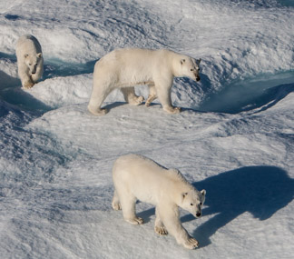 Nat. Geo Explorer - Polar Bears